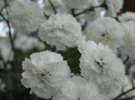 Девушка Цветы flowers, nature, wallpaper 457 обои рабочий стол