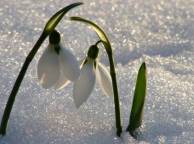 Девушка Цветы flowers, nature, wallpaper 528 обои рабочий стол