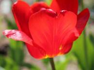 Девушка Цветы flowers, nature, wallpaper 3134 обои рабочий стол