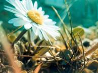 Девушка Цветы flowers, nature, wallpaper 344 обои рабочий стол