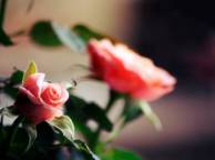 Девушка Цветы flowers, nature, wallpaper 5223 обои рабочий стол