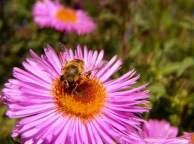 Девушка Цветы flowers, nature, wallpaper 376 обои рабочий стол