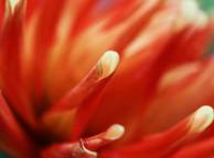 Девушка Цветы flowers, nature, wallpaper 346 обои рабочий стол