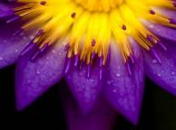 Девушка Цветы flowers, nature, wallpaper 5126 обои рабочий стол