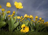 Девушка Цветы flowers, nature, wallpaper 480 обои рабочий стол
