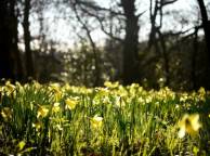 Девушка Цветы flowers, nature, wallpaper 238 обои рабочий стол