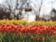 Девушка Цветы flowers, nature, wallpaper 266 обои рабочий стол