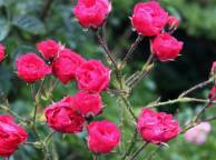 Девушка Цветы flowers, nature, wallpaper 429 обои рабочий стол
