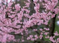 Девушка Цветы flowers, nature, wallpaper 5150 обои рабочий стол