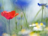 Девушка Цветы flowers, nature, wallpaper 295 обои рабочий стол