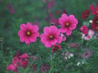 Девушка Цветы flowers, nature, wallpaper 5143 обои рабочий стол