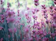 Девушка Цветы flowers, nature, wallpaper 369 обои рабочий стол