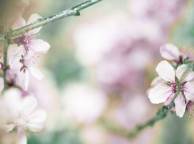 Девушка Цветы flowers, nature, wallpaper 5203 обои рабочий стол