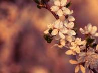 Девушка Цветы flowers, nature, wallpaper 5172 обои рабочий стол