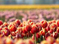 Девушка Цветы flowers, nature, wallpaper 5192 обои рабочий стол
