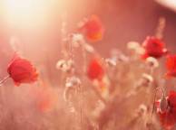 Девушка Цветы flowers, nature, wallpaper 432 обои рабочий стол