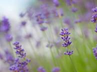 Девушка Цветы flowers, nature, wallpaper 484 обои рабочий стол