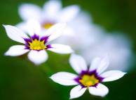 Девушка Цветы flowers, nature, wallpaper 458 обои рабочий стол