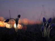 Девушка Цветы flowers, nature, wallpaper 5218 обои рабочий стол
