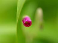 Девушка Цветы flowers, nature, wallpaper 5250 обои рабочий стол