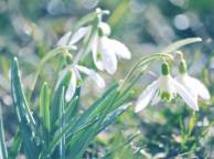 Девушка Цветы flowers, nature, wallpaper 5212 обои рабочий стол