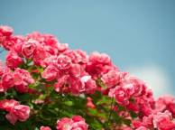 Девушка Цветы flowers, nature, wallpaper 489 обои рабочий стол