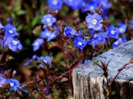 Девушка Цветы flowers, nature, wallpaper 5109 обои рабочий стол