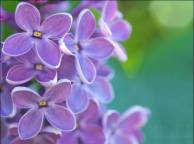 Девушка Цветы flowers, nature, wallpaper 4138 обои рабочий стол