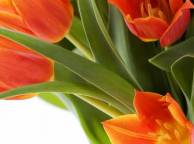 Девушка Цветы flowers, nature, wallpaper 5176 обои рабочий стол
