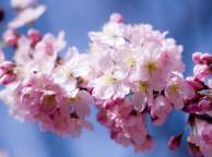 Девушка Цветы flowers, nature, wallpaper 5134 обои рабочий стол