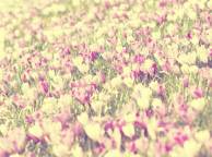 Девушка Цветы flowers, nature, wallpaper 357 обои рабочий стол