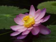 Девушка Цветы flowers, nature, wallpaper 4122 обои рабочий стол