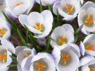 Девушка Цветы flowers, nature, wallpaper 5205 обои рабочий стол