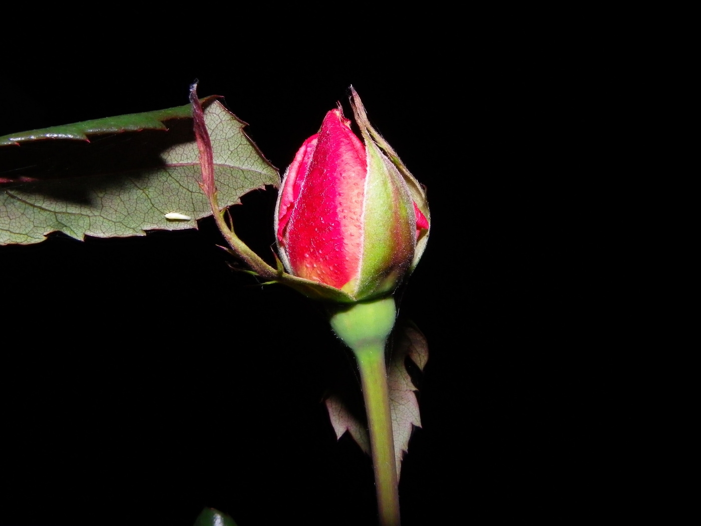 Природа, пейзаж Цветы flowers, nature, wallpaper 465 красивые обои рабочий стол
