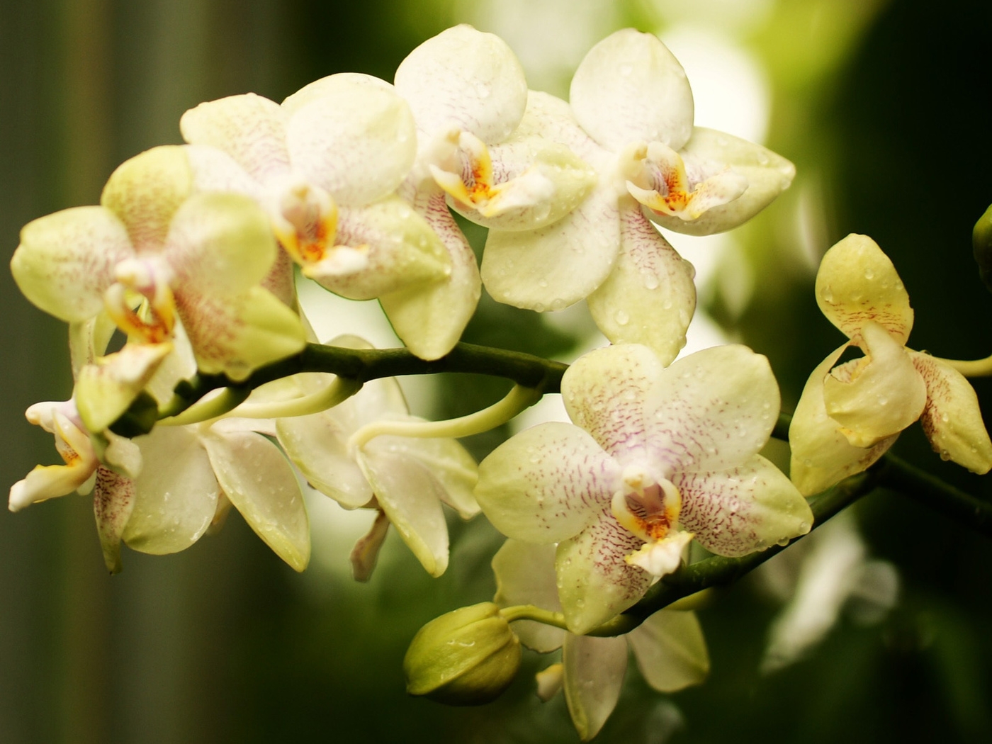 Природа, пейзаж Цветы flowers, nature, wallpaper 292 красивые обои рабочий стол