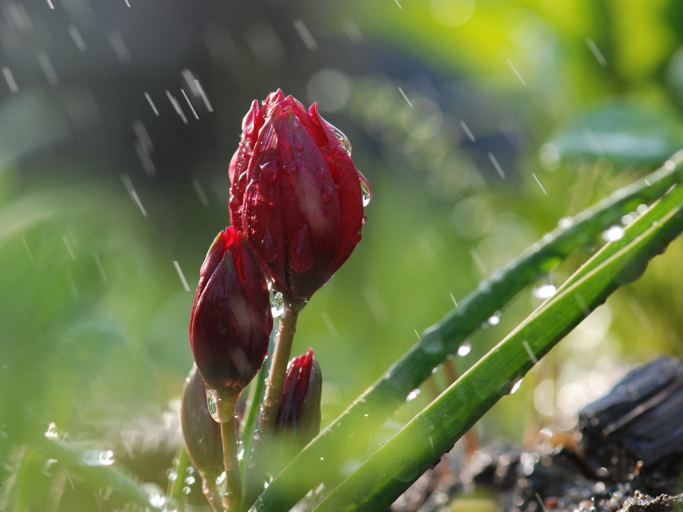 Природа, пейзаж Цветы flowers, nature, wallpaper 444 красивые обои рабочий стол