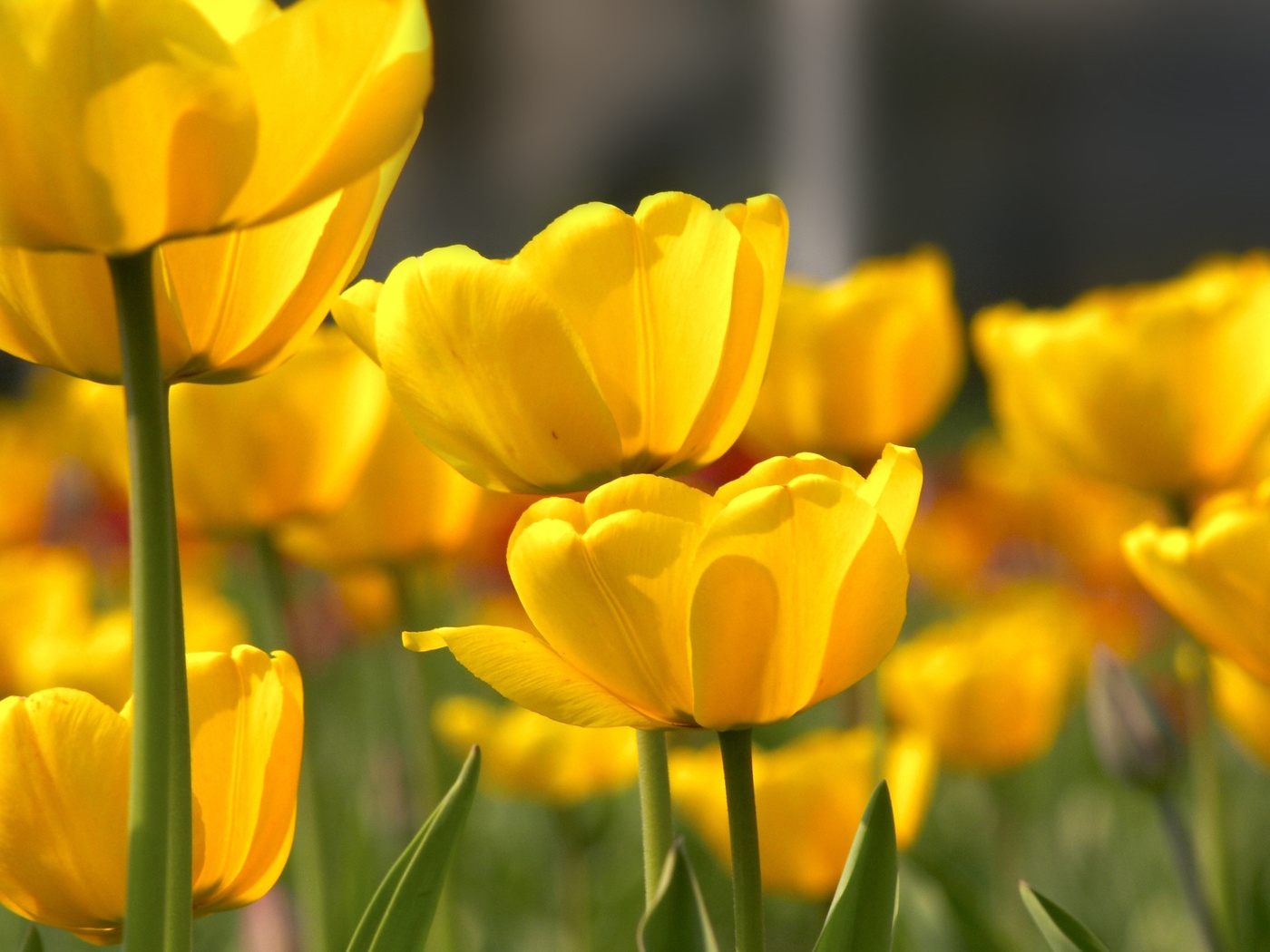 Природа, пейзаж Цветы flowers, nature, wallpaper 445 красивые обои рабочий стол