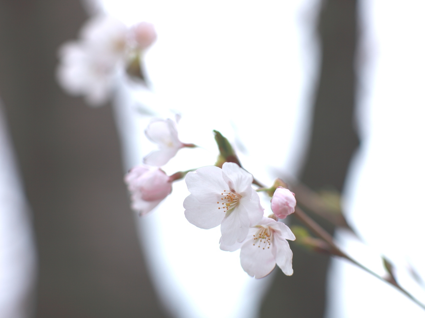 Природа, пейзаж Цветы flowers, nature, wallpaper 2103 красивые обои рабочий стол