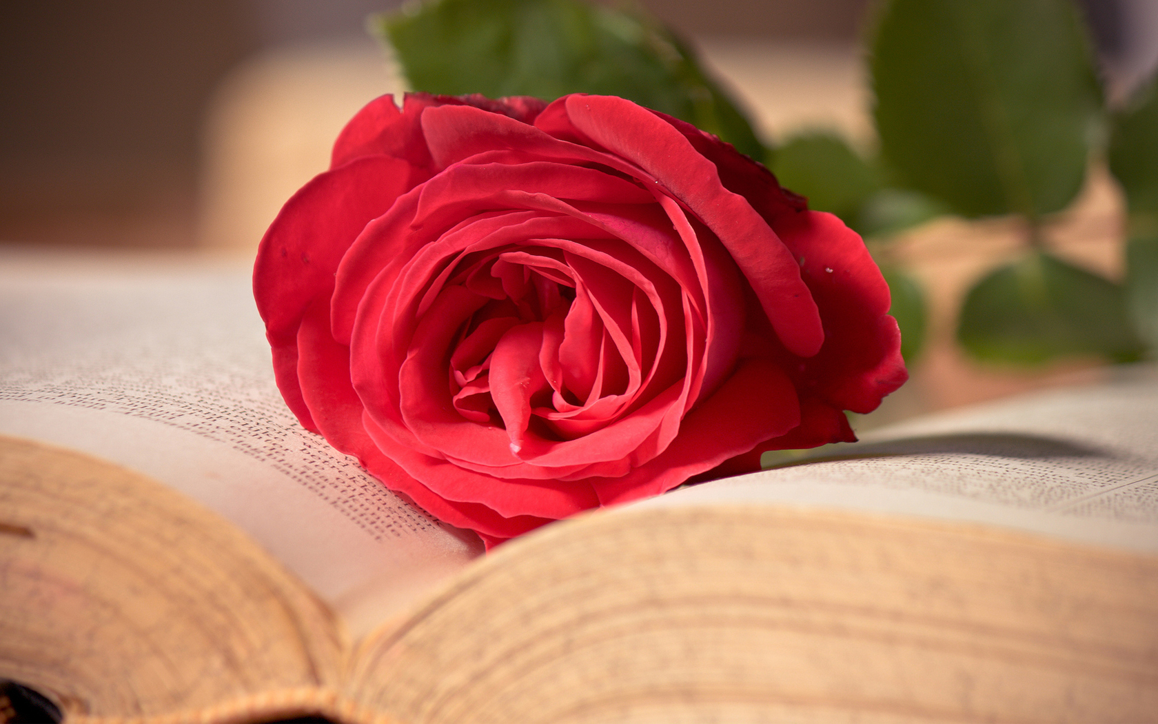 Природа, пейзаж Цветы роза, красная, розовая, книга, цветок, макро красивые обои рабочий стол