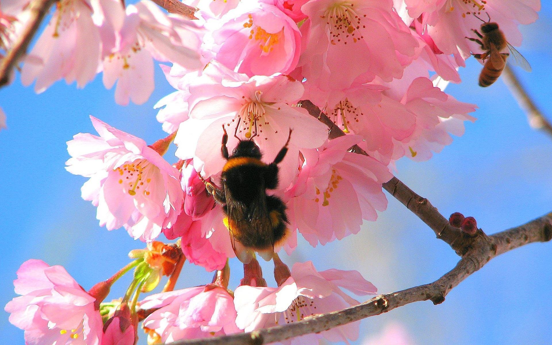 Природа, пейзаж Цветы flowers, nature, wallpaper 5167 красивые обои рабочий стол