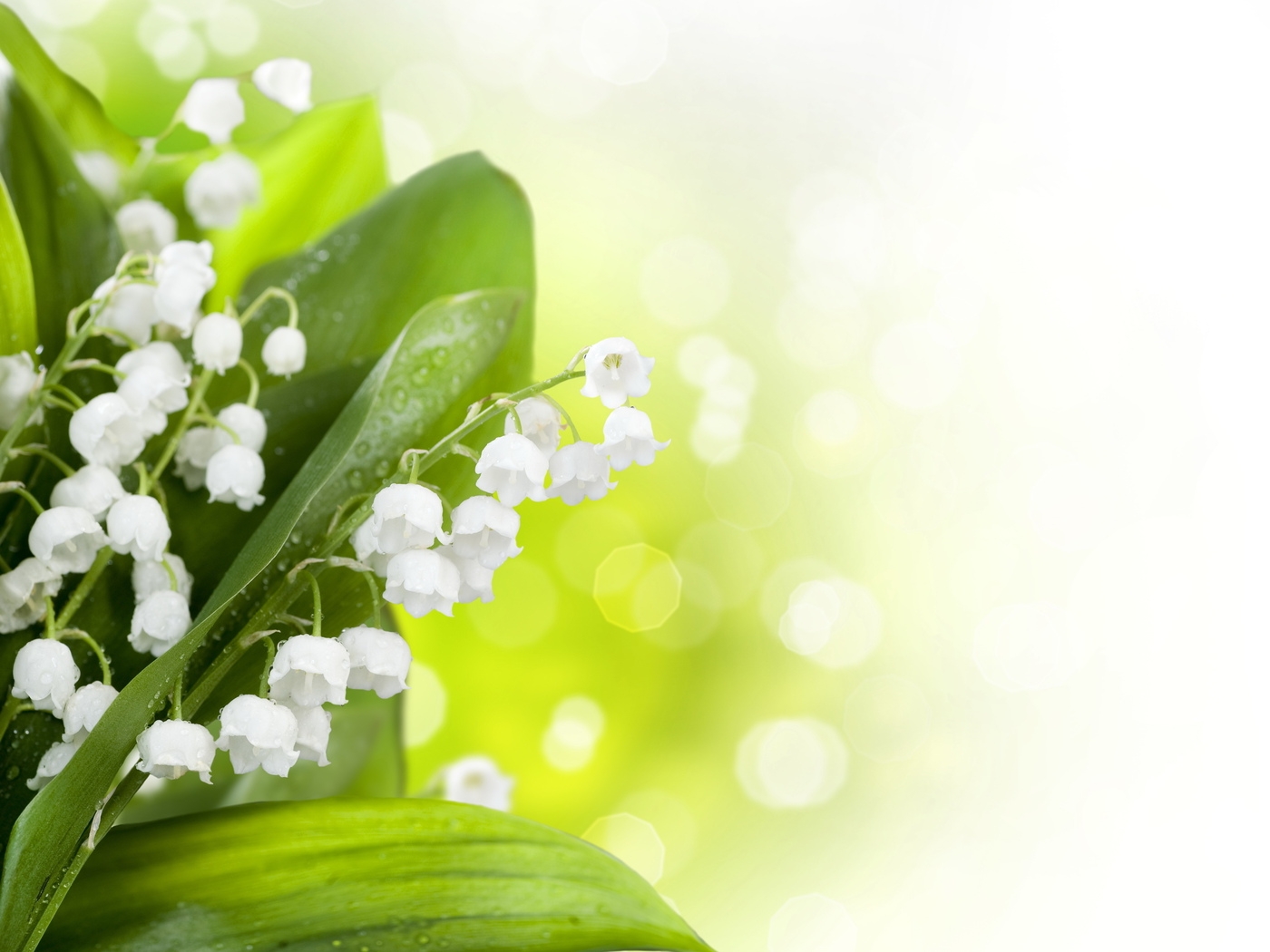 Природа, пейзаж Цветы flowers, nature, wallpaper 281 красивые обои рабочий стол