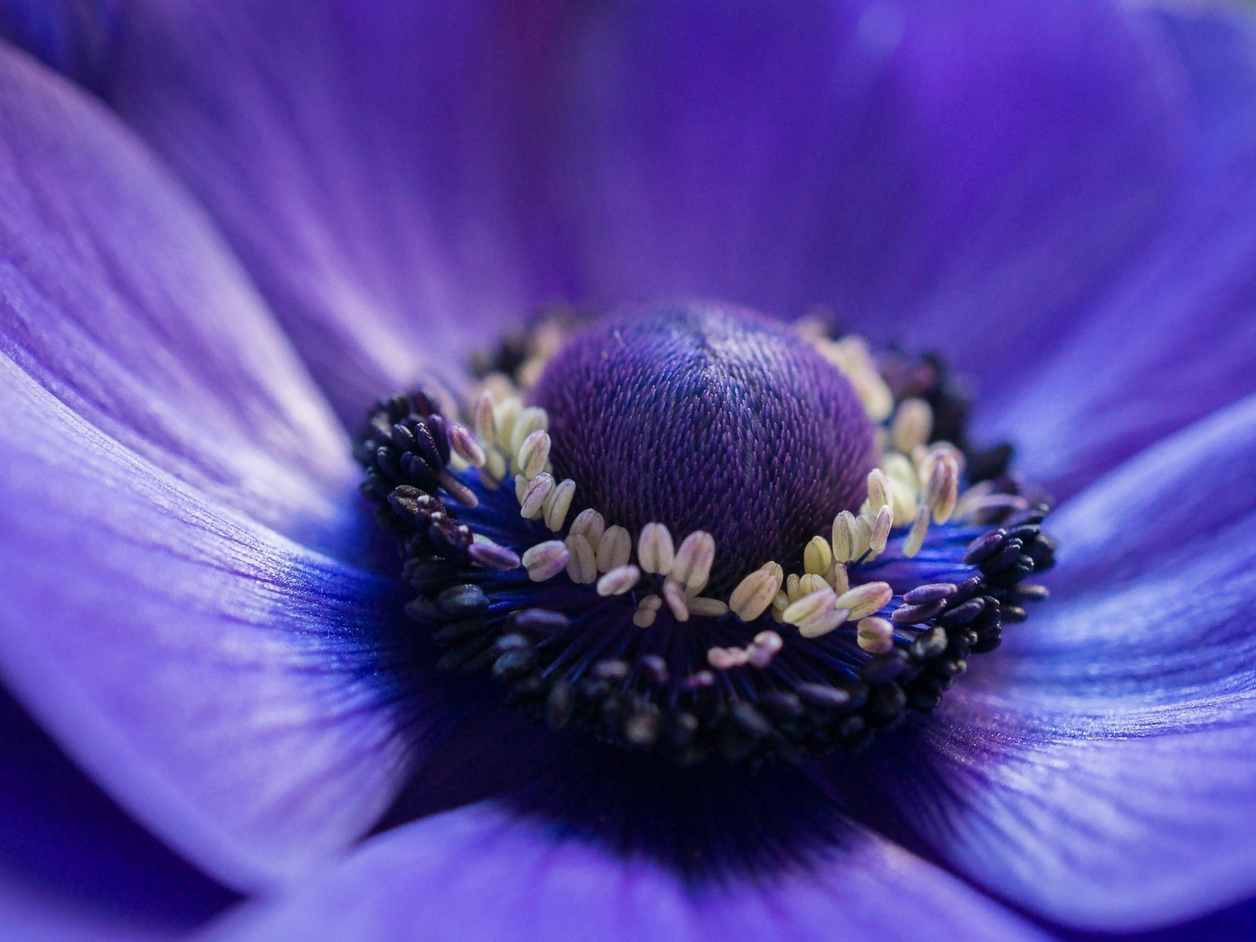 Природа, пейзаж Цветы flowers, nature, wallpaper 285 красивые обои рабочий стол