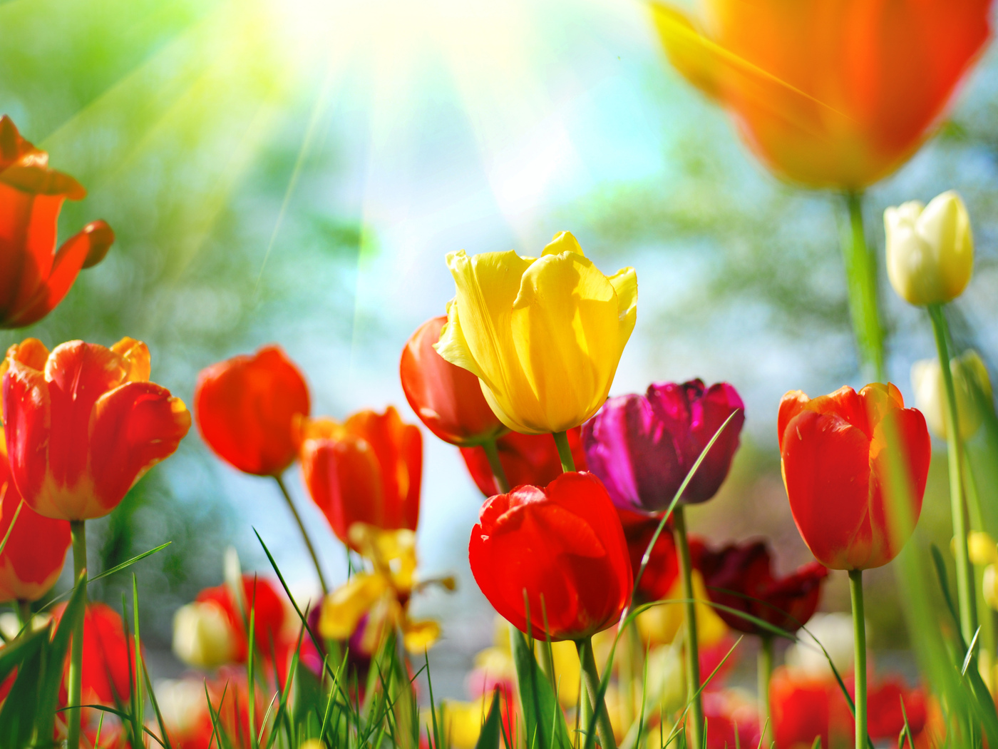 Природа, пейзаж Цветы flowers, nature, wallpaper 125 красивые обои рабочий стол