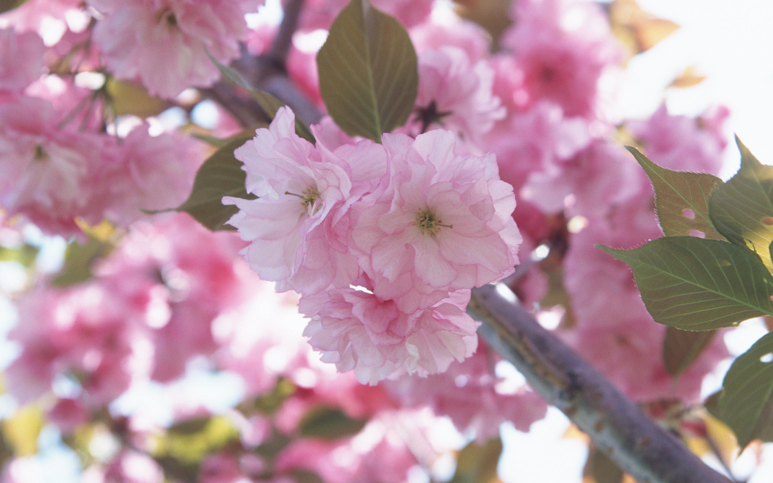 Природа, пейзаж Цветы flowers, nature, wallpaper 5154 красивые обои рабочий стол