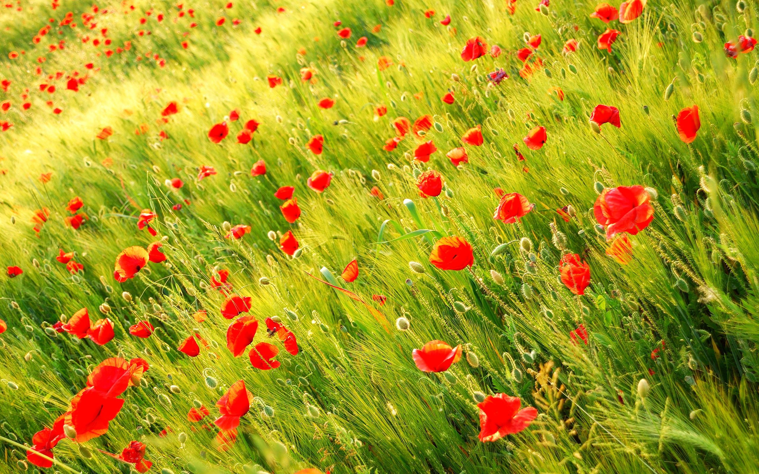 Природа, пейзаж Цветы flowers, nature, wallpaper 556 красивые обои рабочий стол