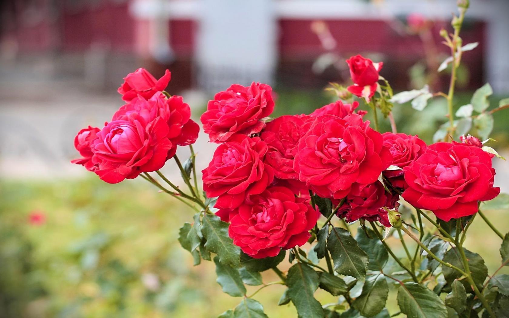 Красное саженцы роз. Куст розы.