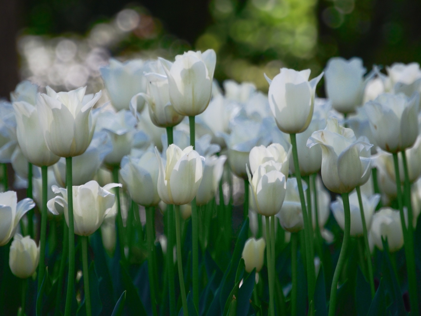 Природа, пейзаж Цветы flowers, nature, wallpaper 4131 красивые обои рабочий стол
