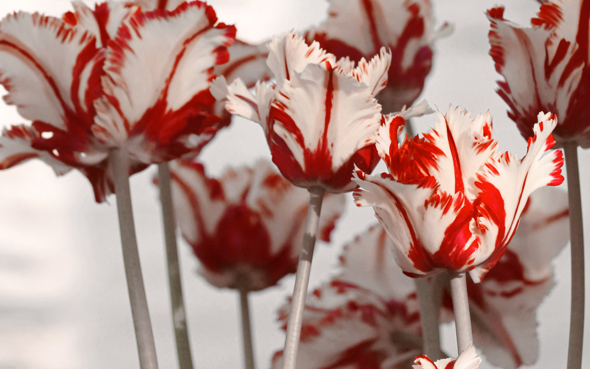 Природа, пейзаж Цветы flowers, nature, wallpaper 5230 красивые обои рабочий стол