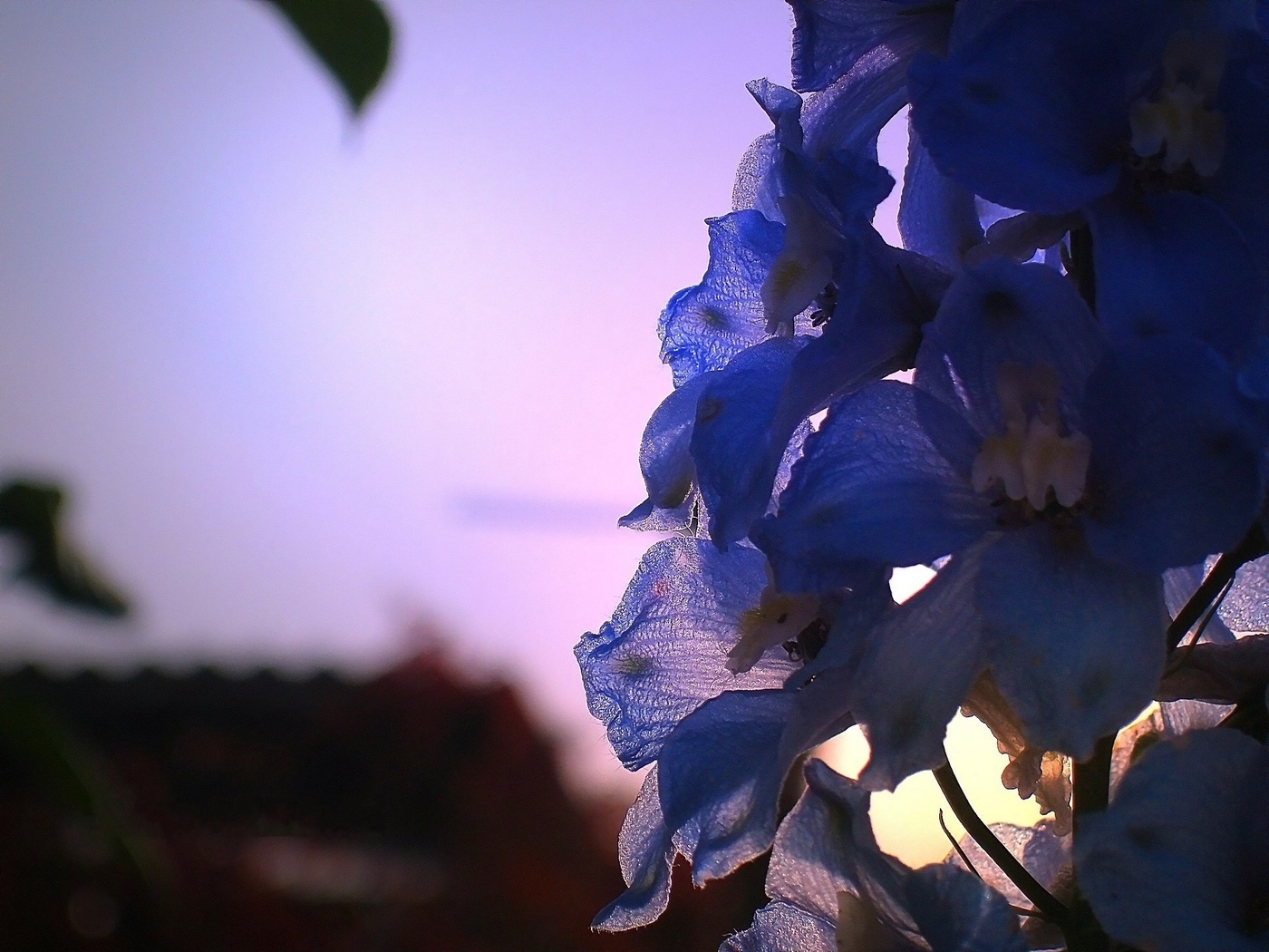 Природа, пейзаж Цветы flowers, nature, wallpaper 413 красивые обои рабочий стол