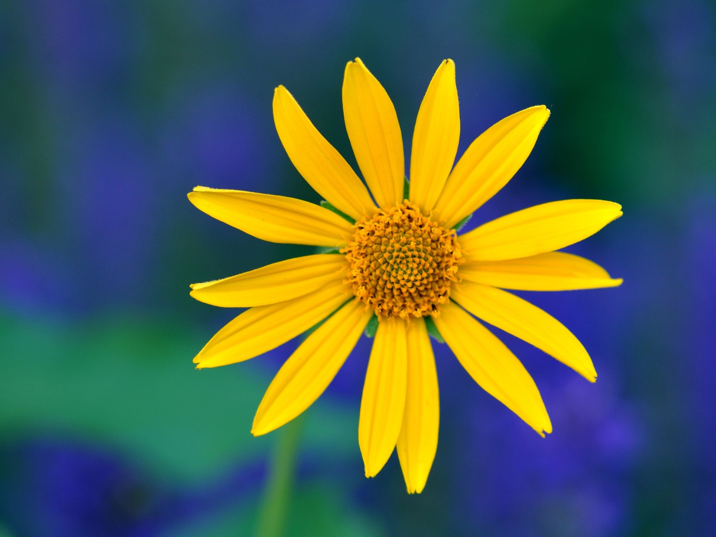 Природа, пейзаж Цветы flowers, nature, wallpaper 287 красивые обои рабочий стол